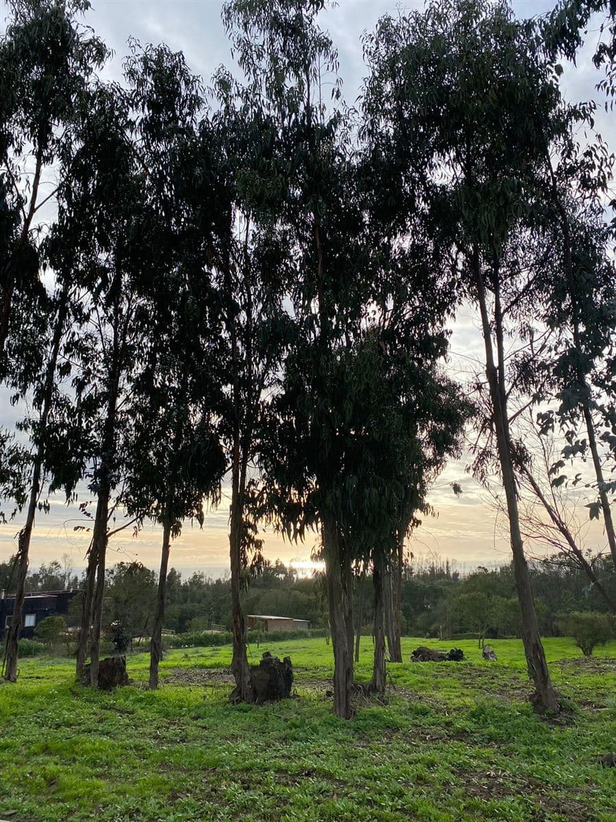 RUTA F 30 - E alt 12200 sector Mantagua