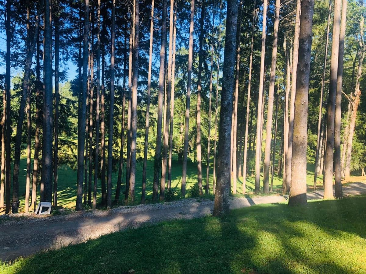 Camino villarrica - loncohe 