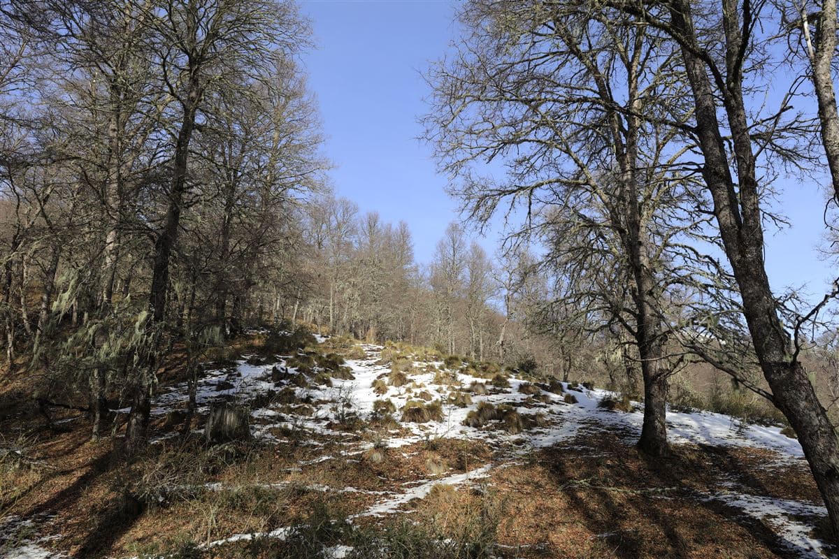 Dos pinos, lonquimay 