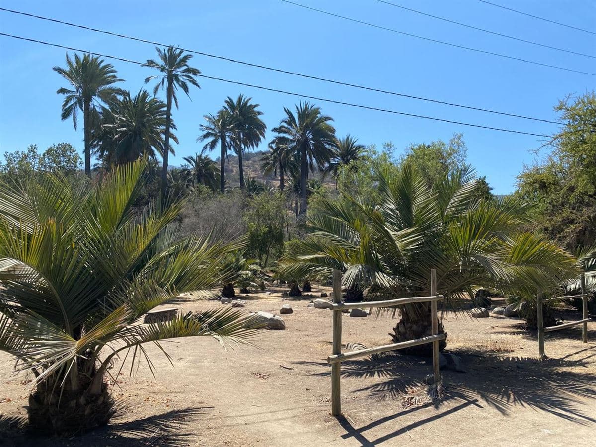 OASIS DE LA CAMPANA
