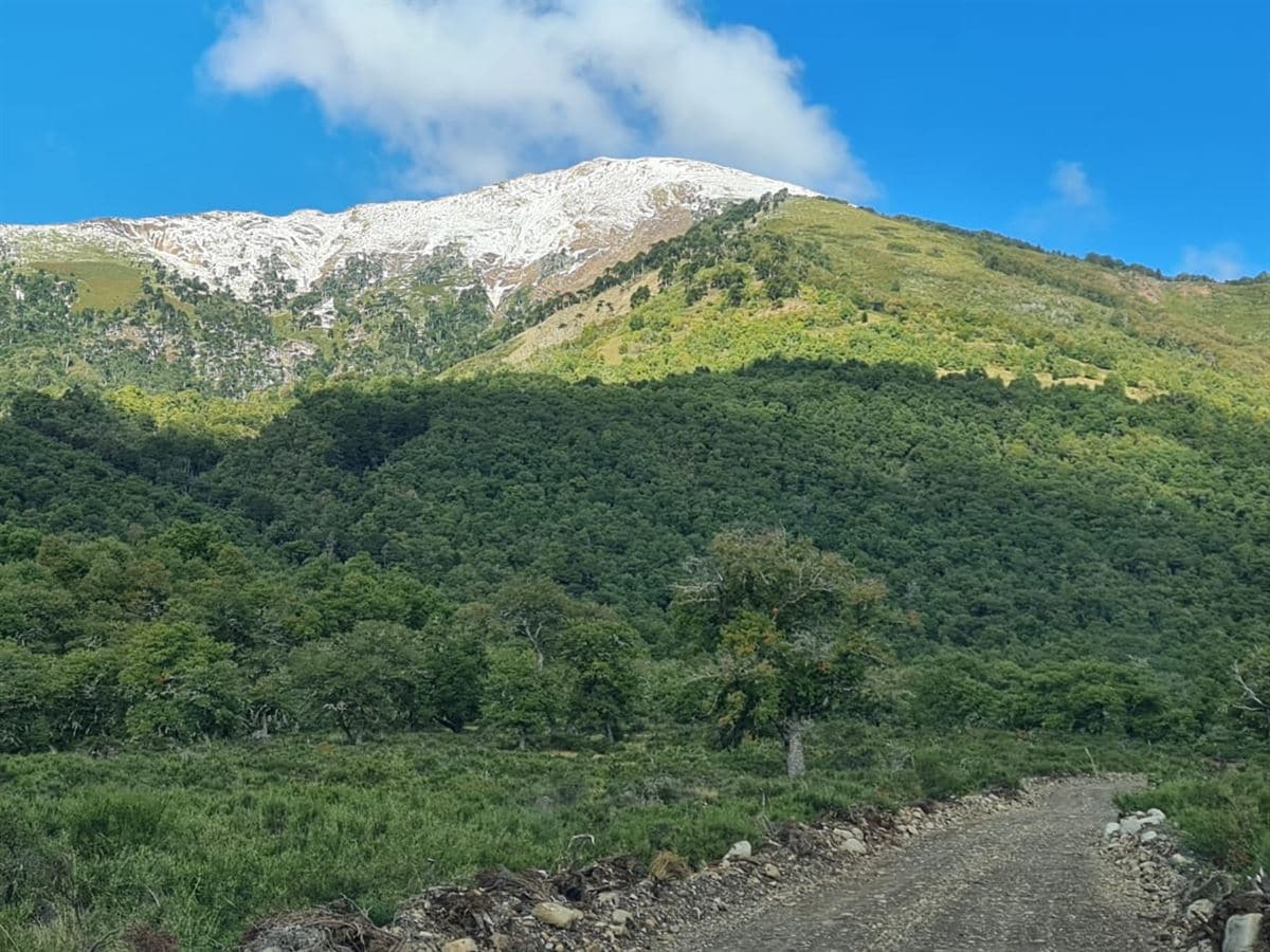 Dos pinos, lonquimay 