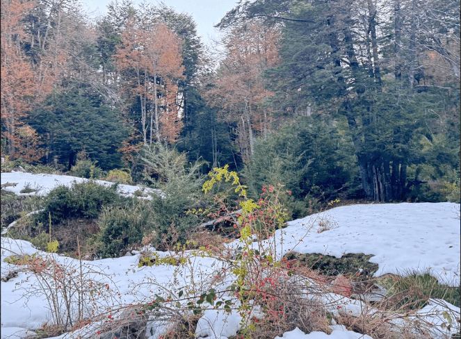 camino a rinconada currarehue 