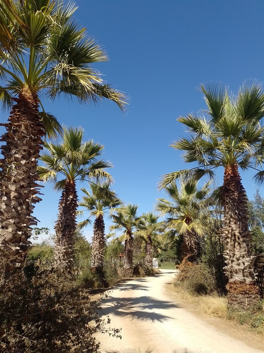 callejon las gaviotas ruta f 240 mantagua