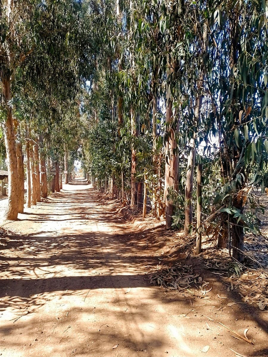 RUTA F 40 callejon las gaviotas mantagua