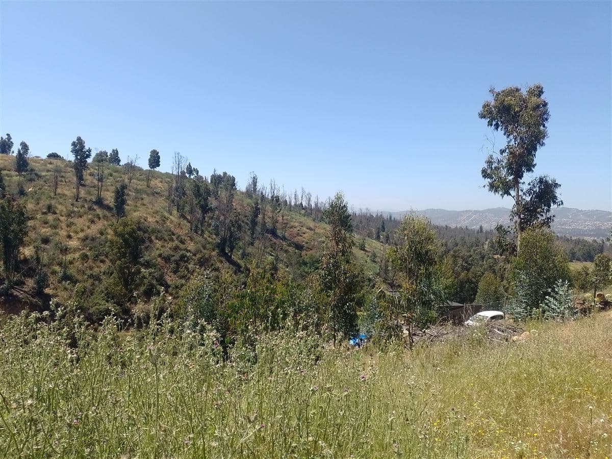 ruta F240 FUNDO LAS GAVIOTAS