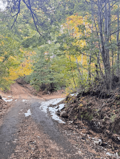 camino a rinconada currarehue 