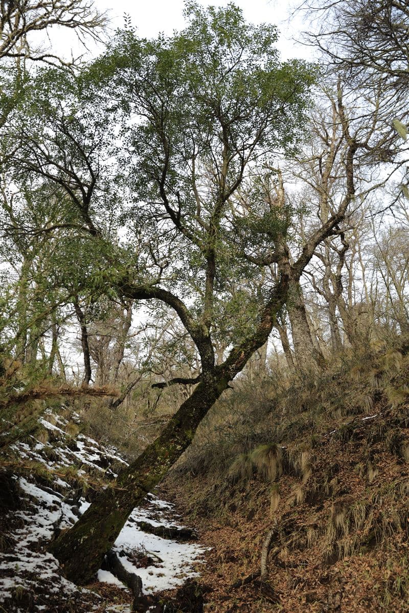 Dos pinos, lonquimay 