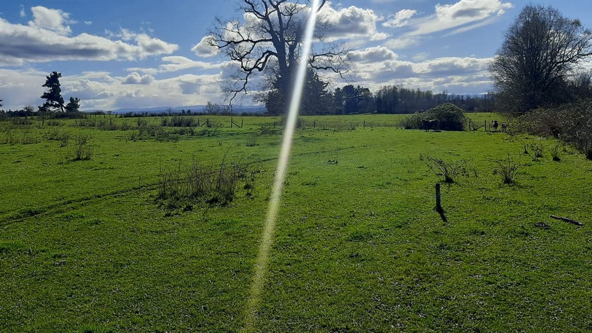 Campo Doña Silvia, sector Concordia, Frutillar