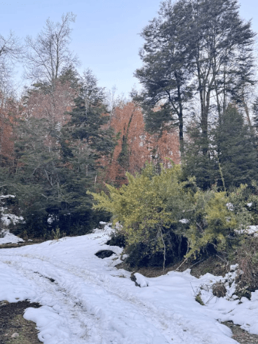 camino a rinconada currarehue 