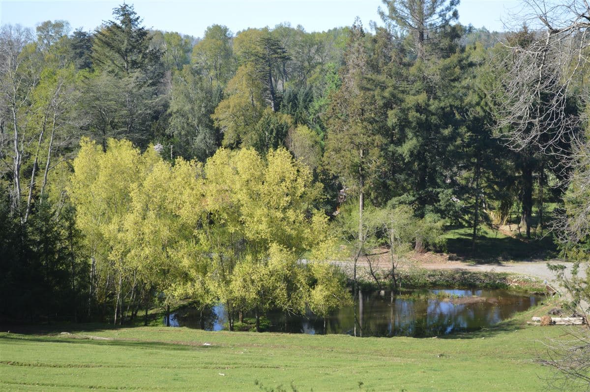 Camino villarrica - loncohe 
