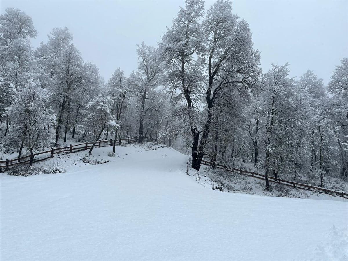 Dos pinos, lonquimay 