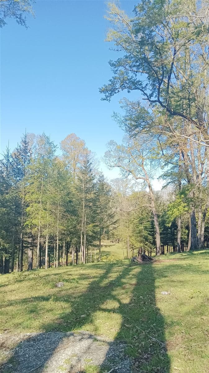 Camino villarrica - loncohe 