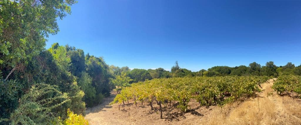 "VIÑEDO CARRIZAL", Comuna de San Javier, Región de Maule, Chile