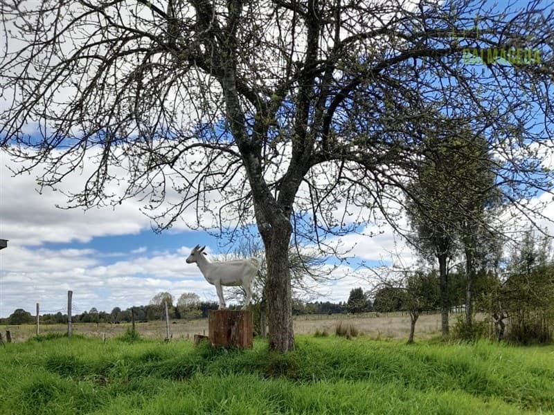 A 3 km de la Ruta 5 Sur y a 20 km de Frutillar