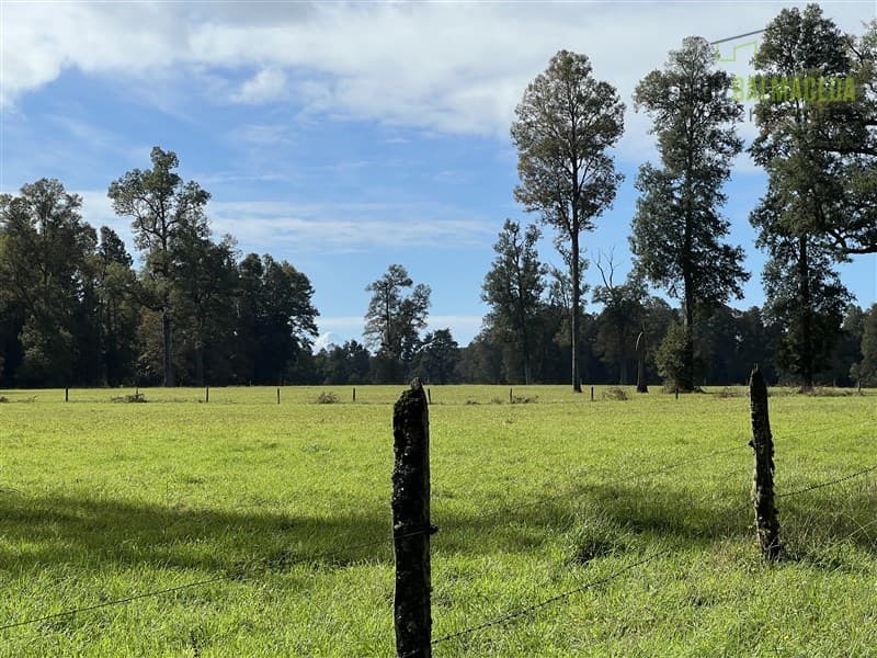Campo de 85 hectáreas a 20 minutos de Frutillar.