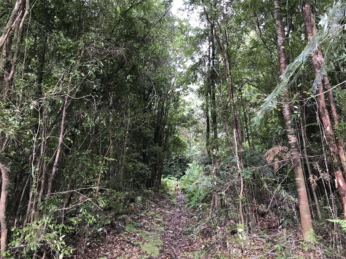 Sector Correntoso a 200 mts de carretera 