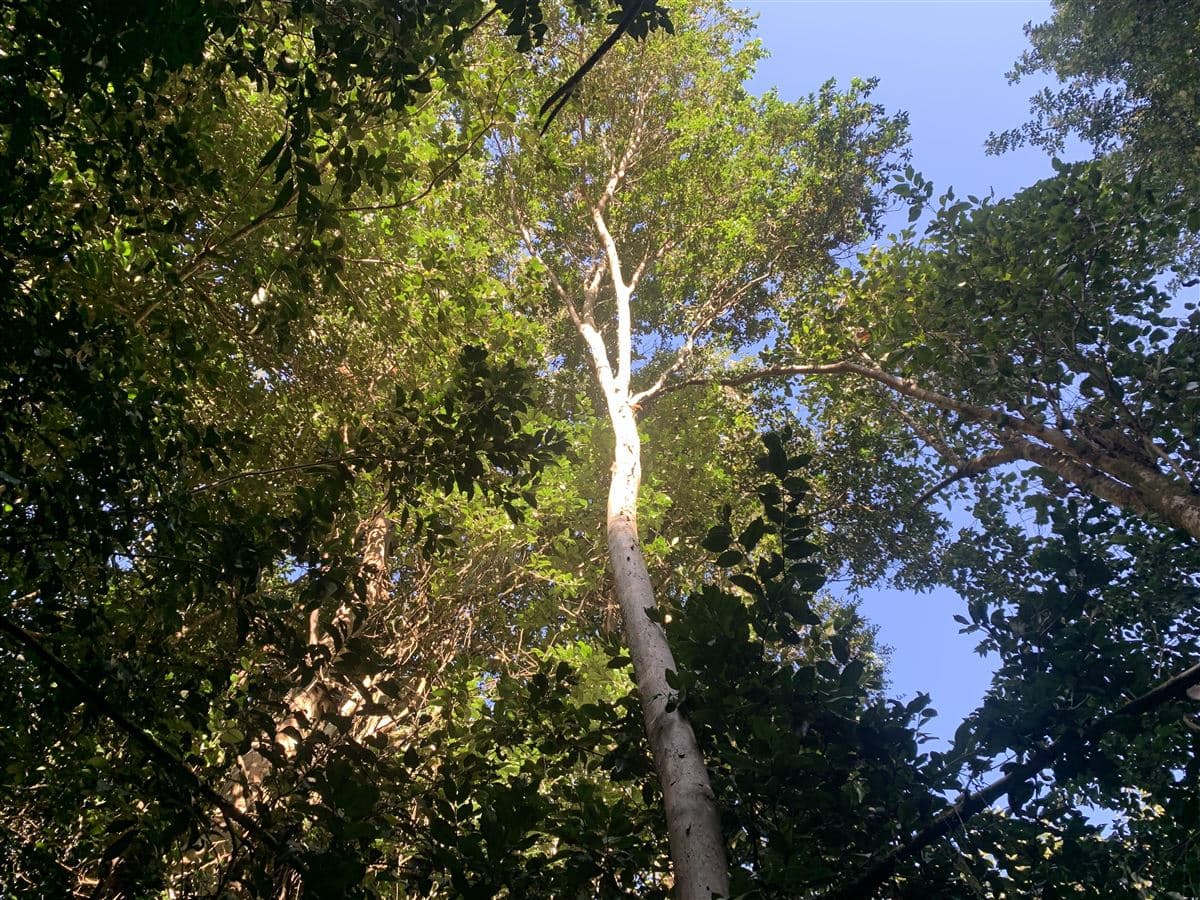 Reserva Santa Clara, Línea Nueva