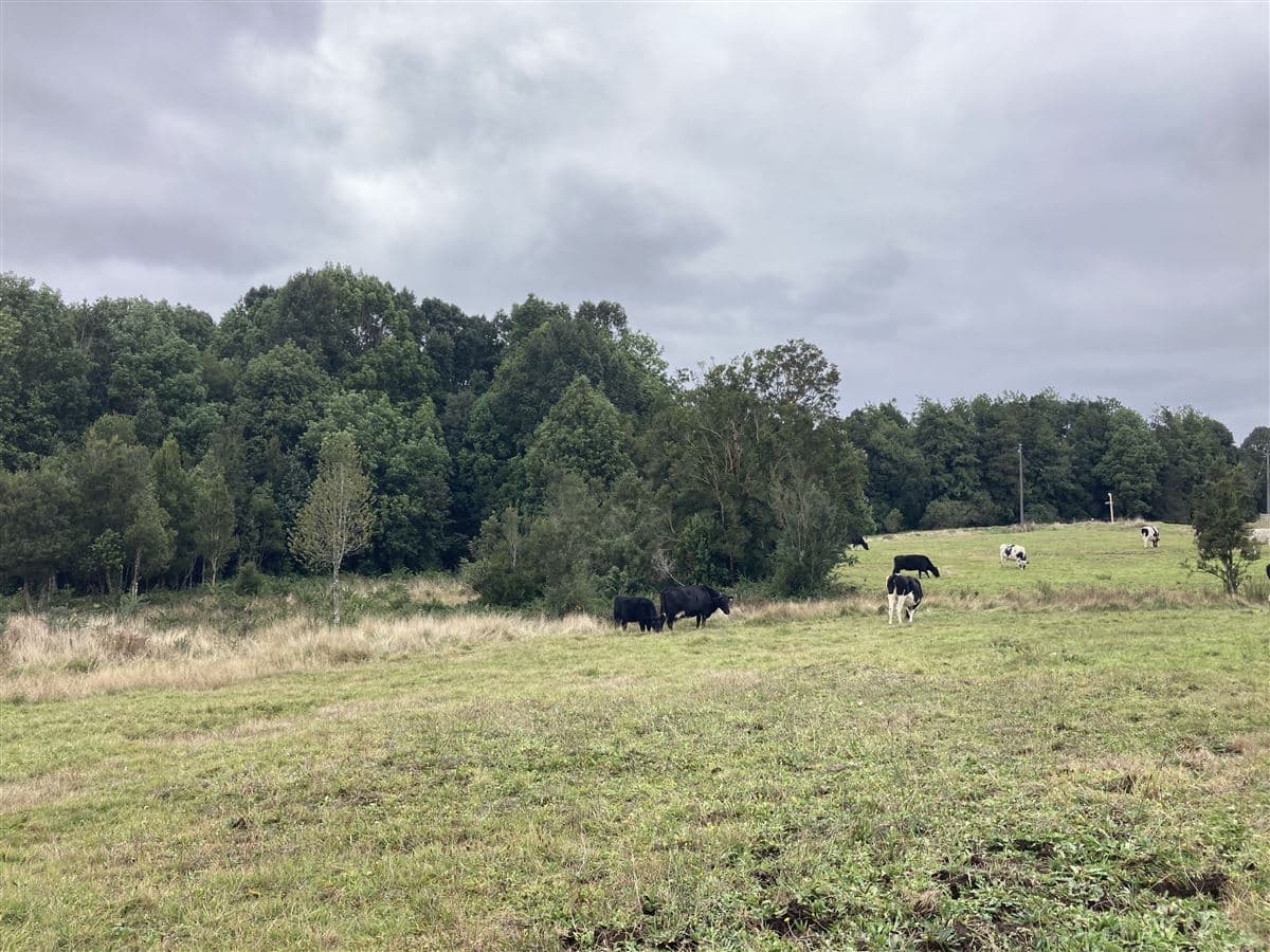 Puente Minte, camino a Ensenada km 6