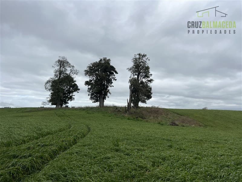 Campo de 59 hectareas con orilla de lago y camino asfaltado a solo 15 minutos de Frutillar Bajo y 16 minutos de Puerto Octay.