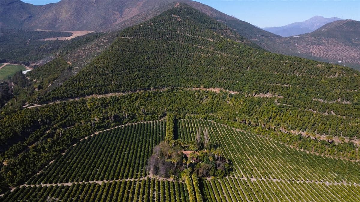 Panquehue, V región