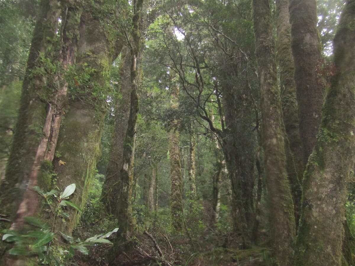 Reserva Costera Valdiviana