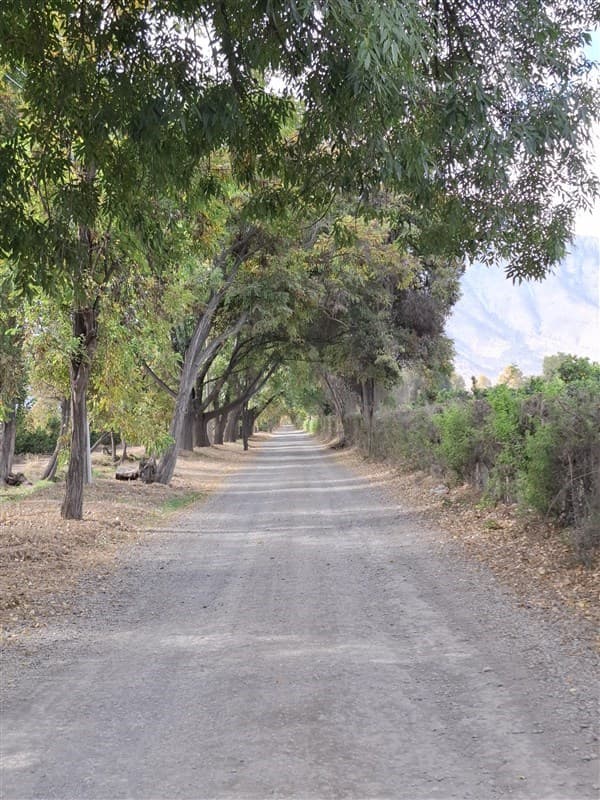 5000 m2 en un oasis de tranquilidad Panquehue sector Viña Errazuriz