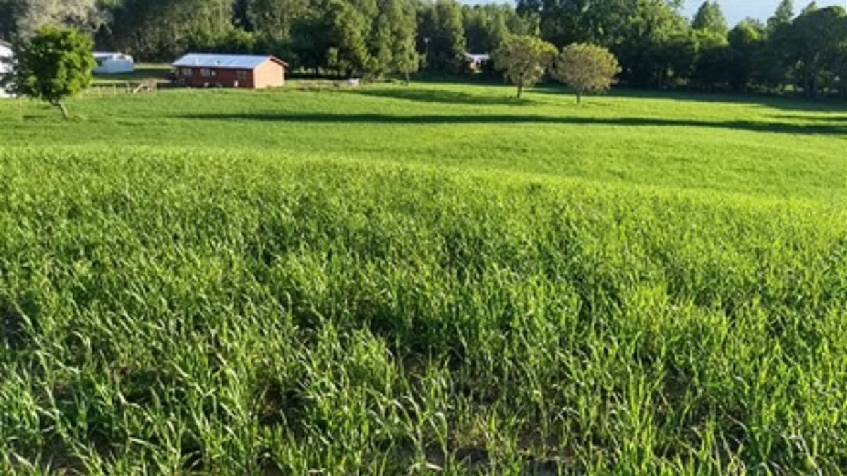 A 12 Kms de Villarica sector Relun