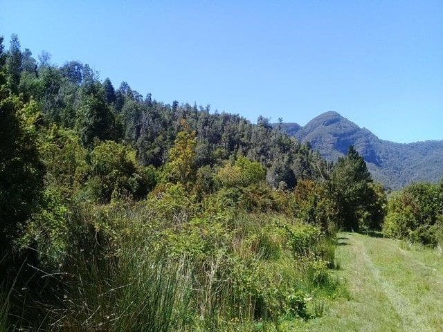 Yerbas Buenas Hijuela 40