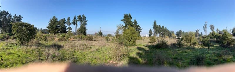 Los pinos