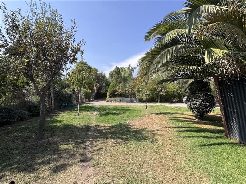 Araucarias sur 8485
