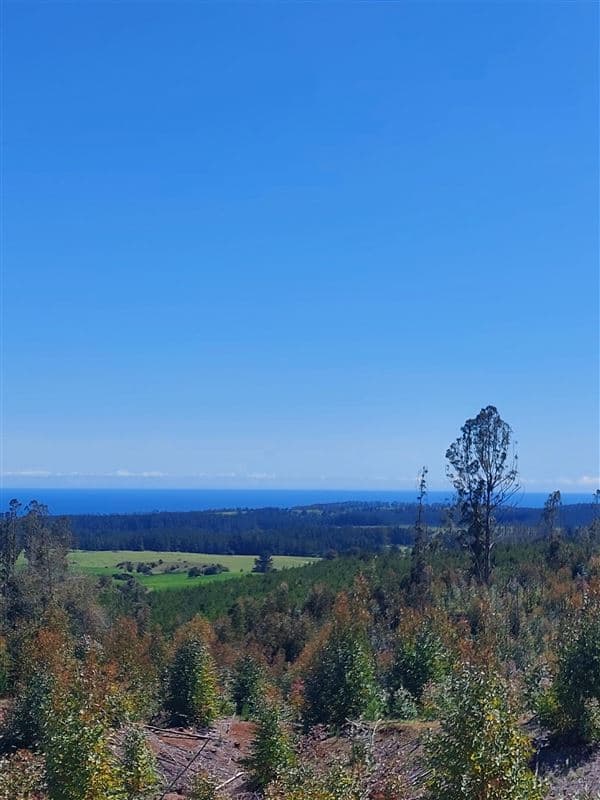 Cardonal de Panilonco, Pichilemu