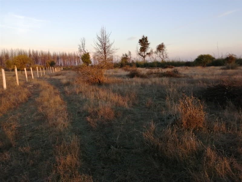 terma de catillo