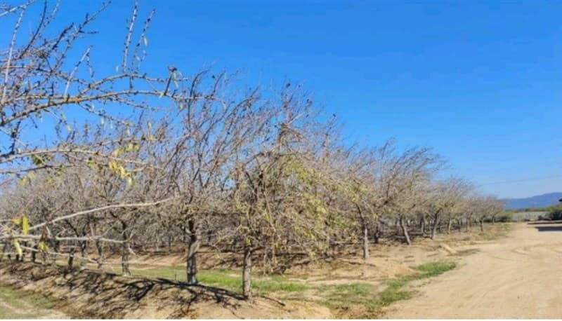 Nilahue /Lolol/ Colchagua