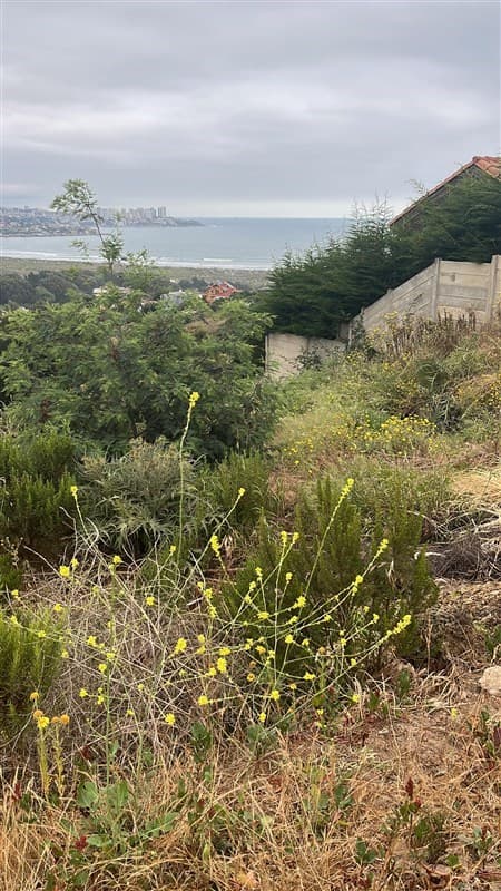 Avenida dunas del mar
