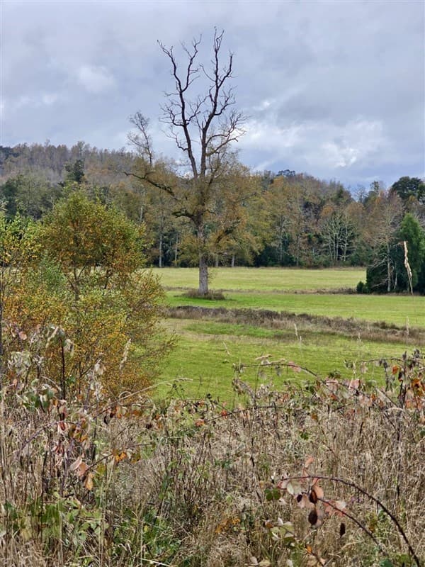Los Muermos Cañitas