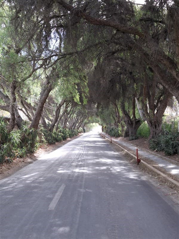 5000 m2 en un oasis de tranquilidad Panquehue sector Viña Errazuriz