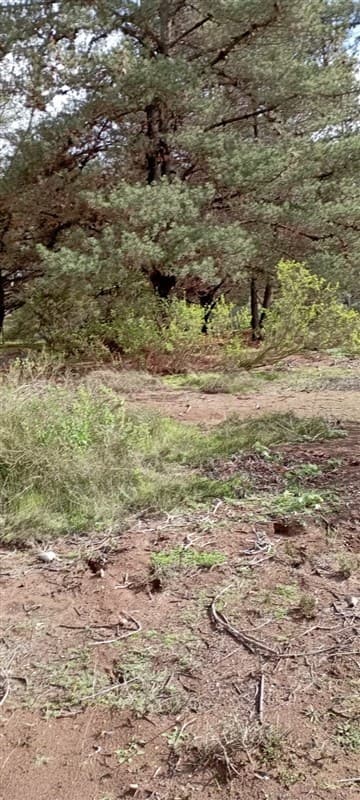 Camino internacional 