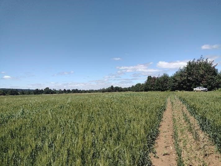 Predio ubicado a 25 km de la Ruta 5 Sur al poniente, comuna de Renaico