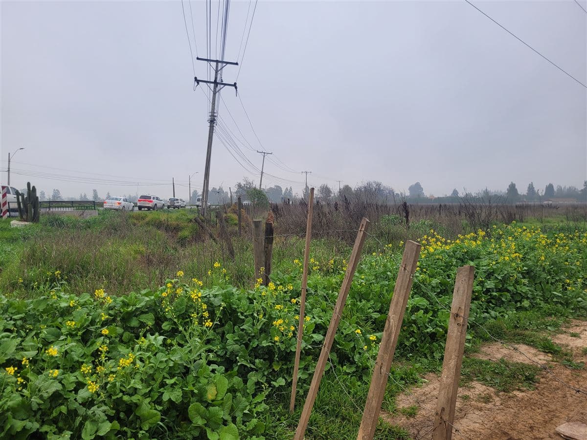 RUTA 74 F Camelias s n 