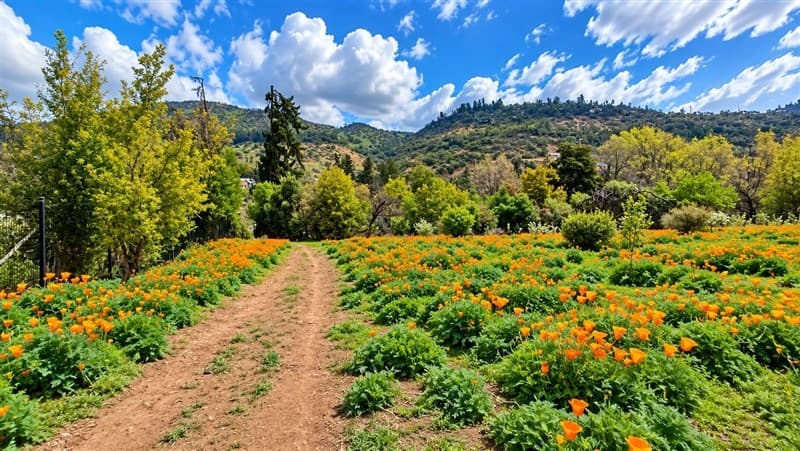 Camino El Cajon El Arrayan 