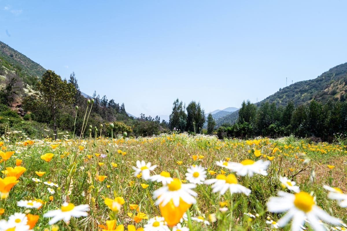 camino público el maqui sin número, quebrada alvarado 