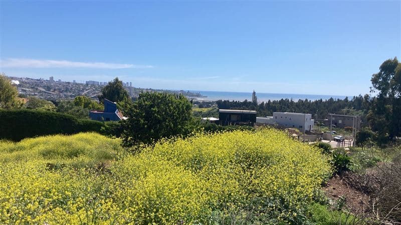 Las gaviotas cerca de Lomas del Mauco