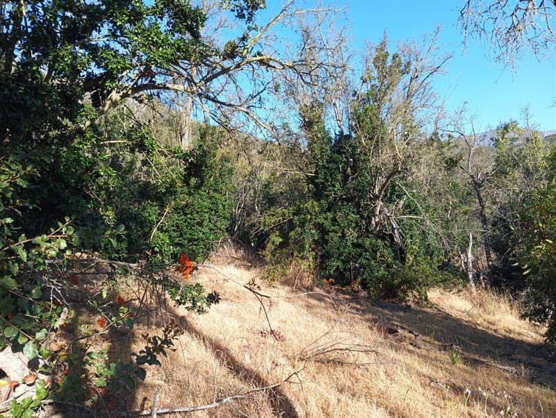 Camino La Chupalla Lote 12