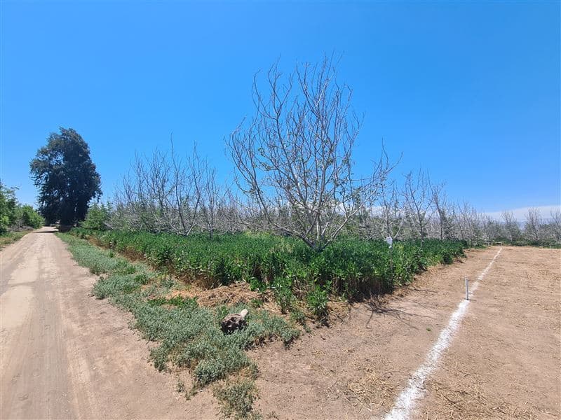 Santa Cecilia / San Jose