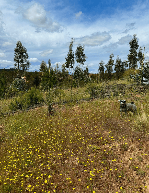 SAN PEDRO DE ALCANTARA 