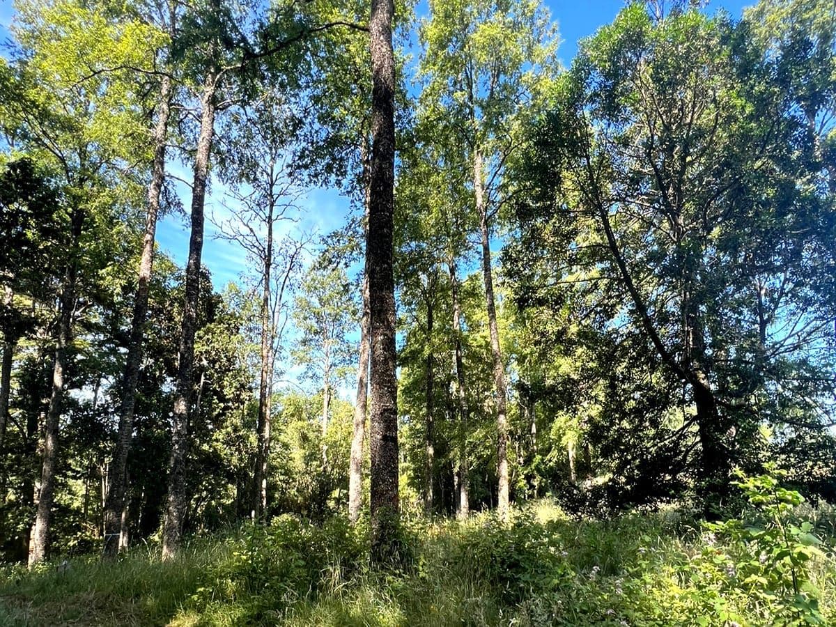 Parcelas en el sur de Chile
