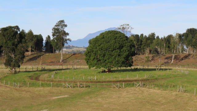 CAMINO LONCOTORO KM 13