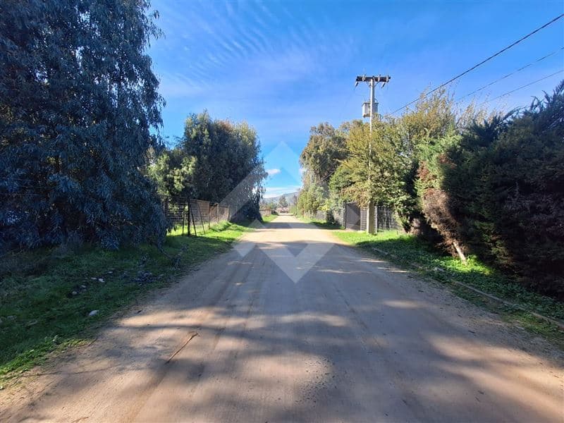 El manzano Carampangue