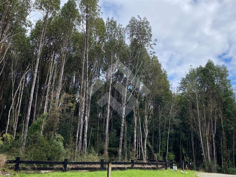 Fundo Las Cumbres, Puerto Varas Camino a Ensenada