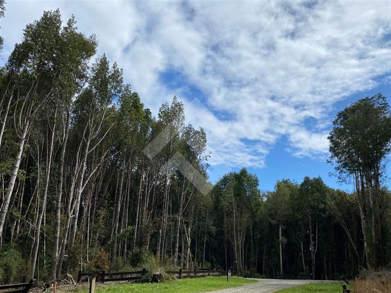 Fundo Las Cumbres, Puerto Varas Camino a Ensenada